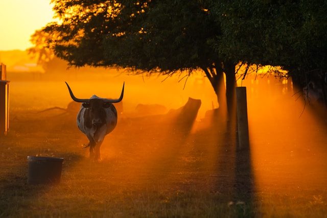 Image courtesy of unsplash